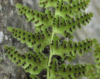 Sitobolium hirsutum  CkV_